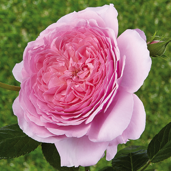 Rosier romantique