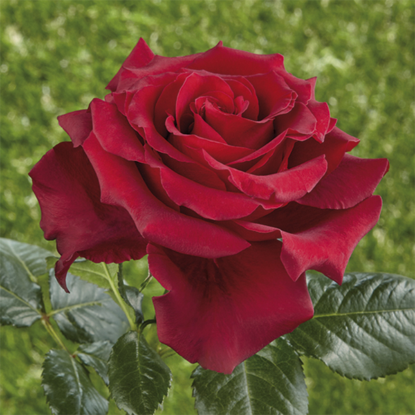 Rosier hybride de thé