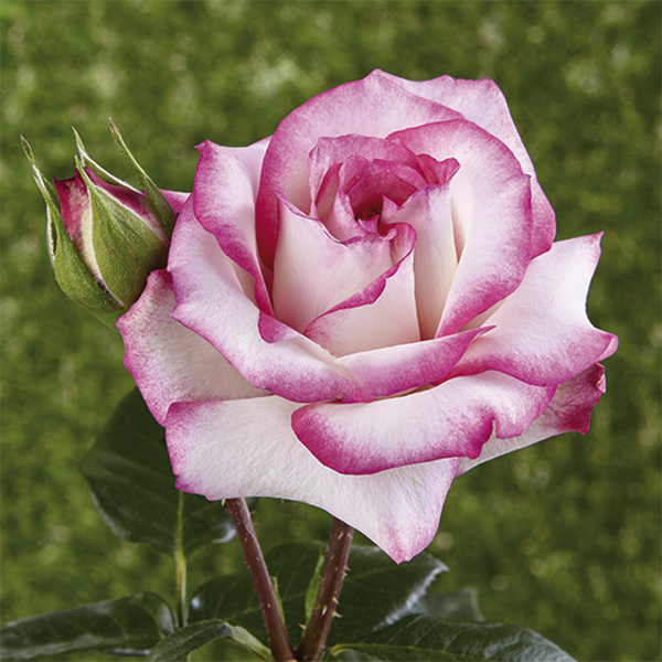 Rosiers grimpants et sarmenteux