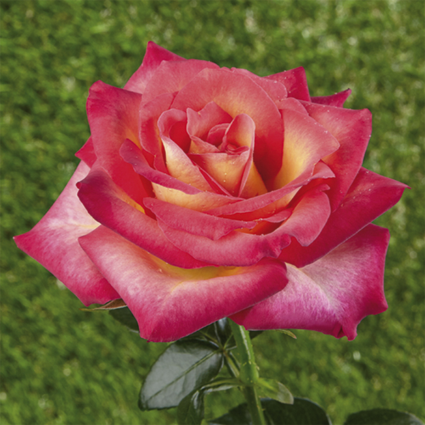 Rosier miniature nain