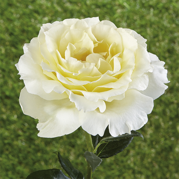 Rosiers couvre-sol